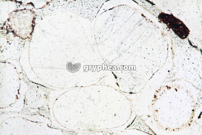 Grès vosgien LPNA x16 - gryphea.com